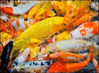 thumbs/10292602-a-school-of-colorful-koi-carps-surfaces-in-a-feeding-frenzy.jpg